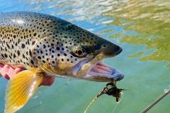 trout