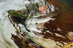 trout in water