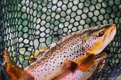 trout in fishing net