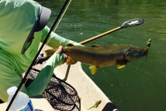 fisherman holding a trout