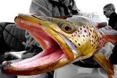 person holding trout