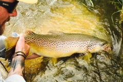 trout being held in the water